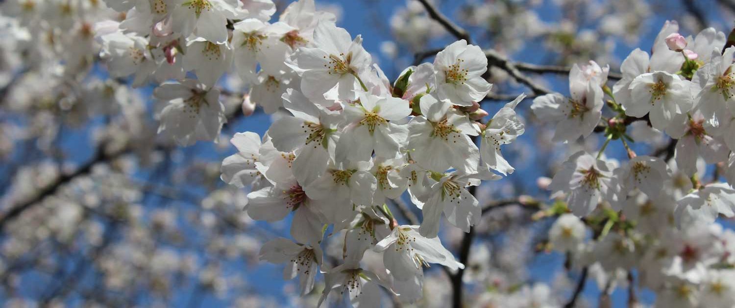 cherry_blossoms